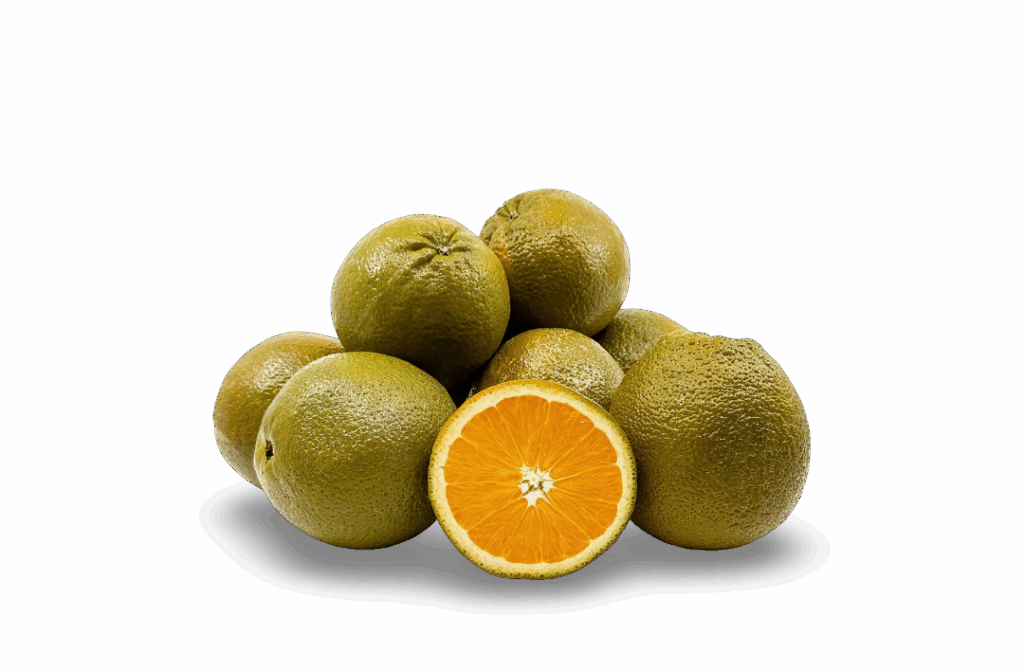 Fresh chocolate orange