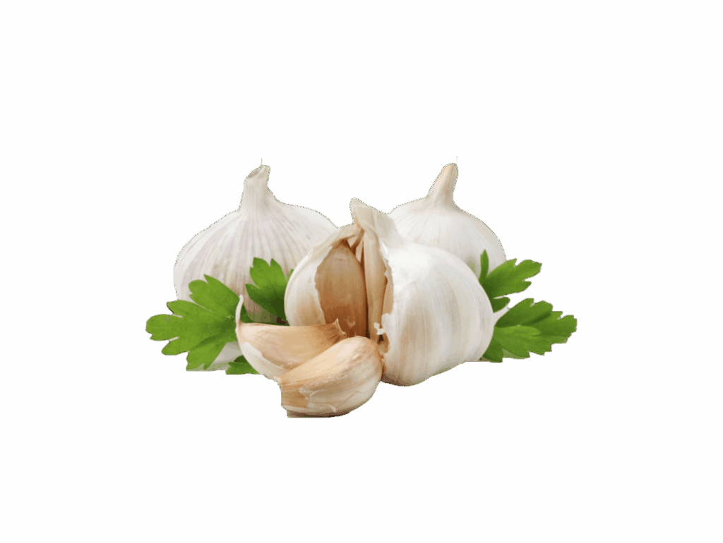 Garlic