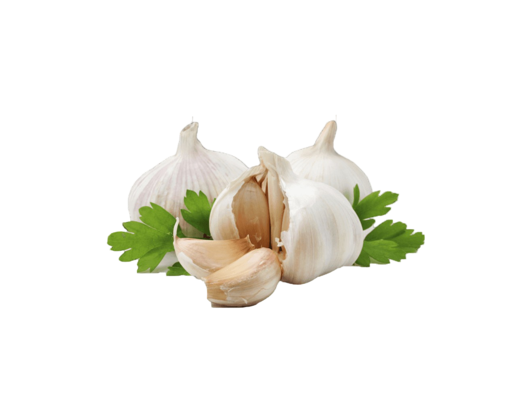 Garlic